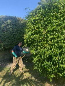 Pur-Lawn 16