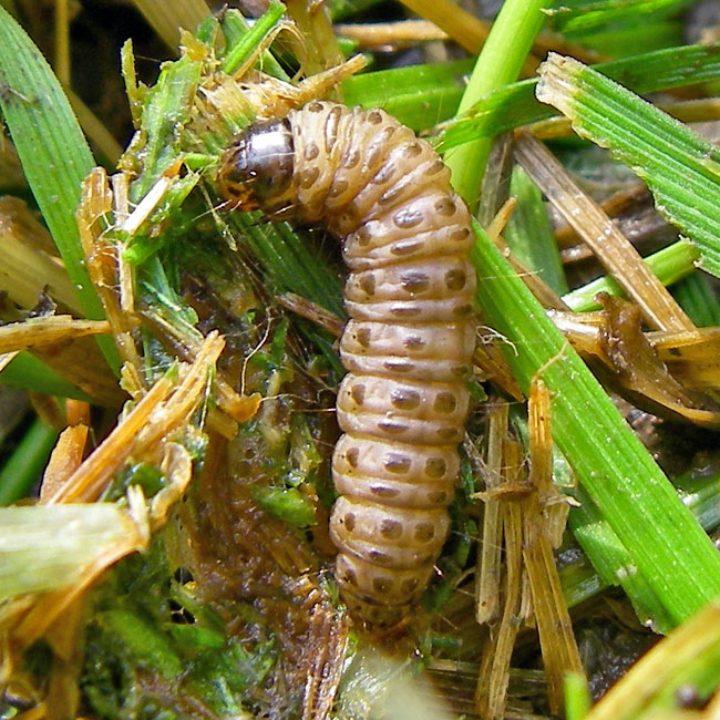 sod webworms