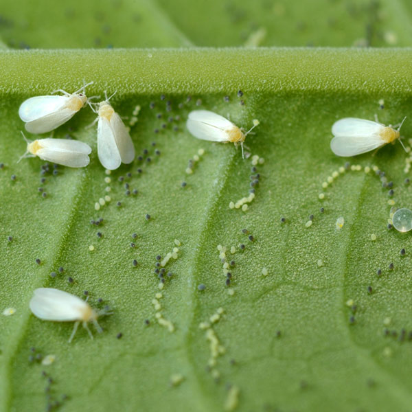 whiteflies